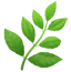 Planta
